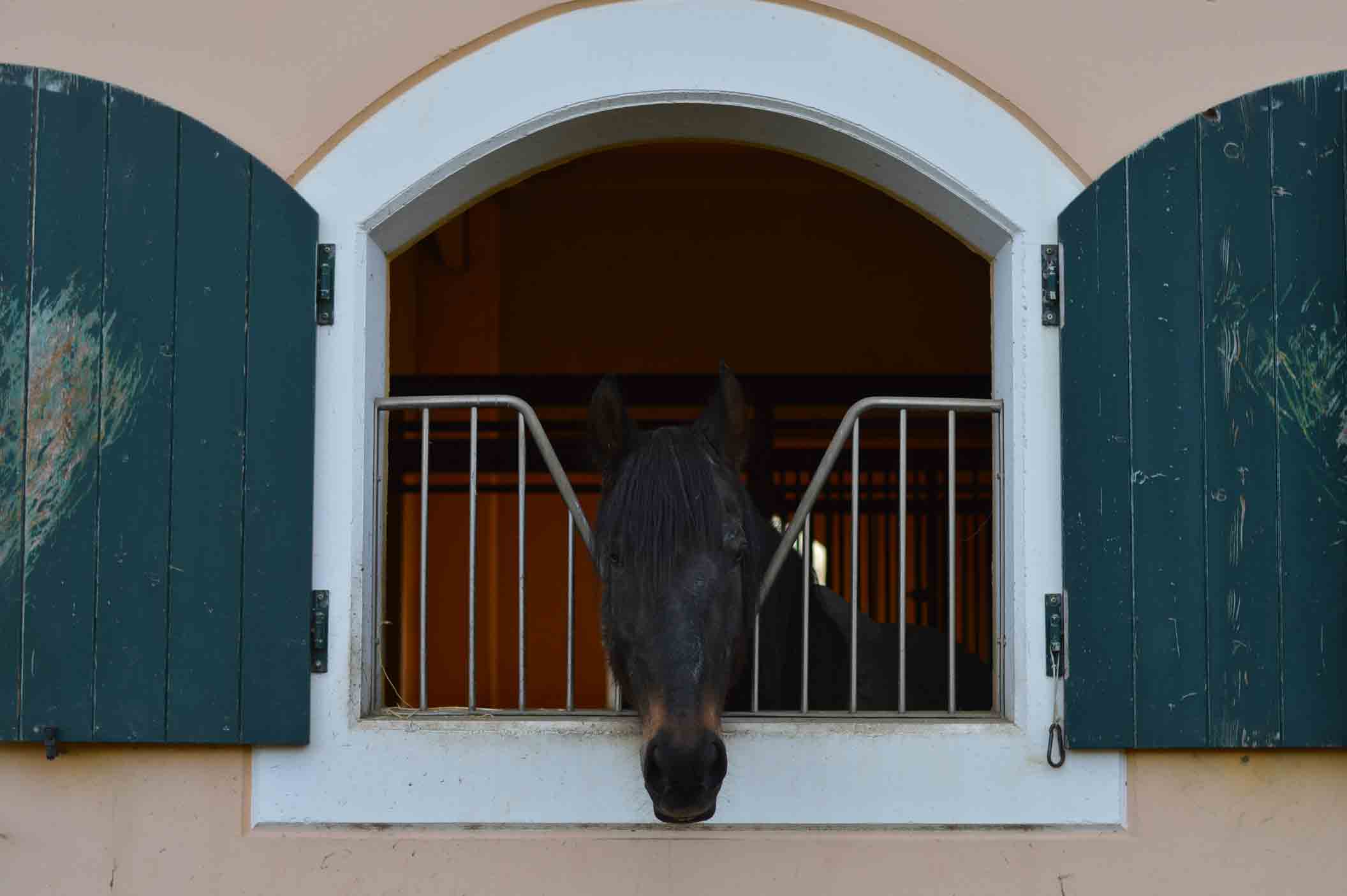 pensione cavalli centro ippico la fonda
