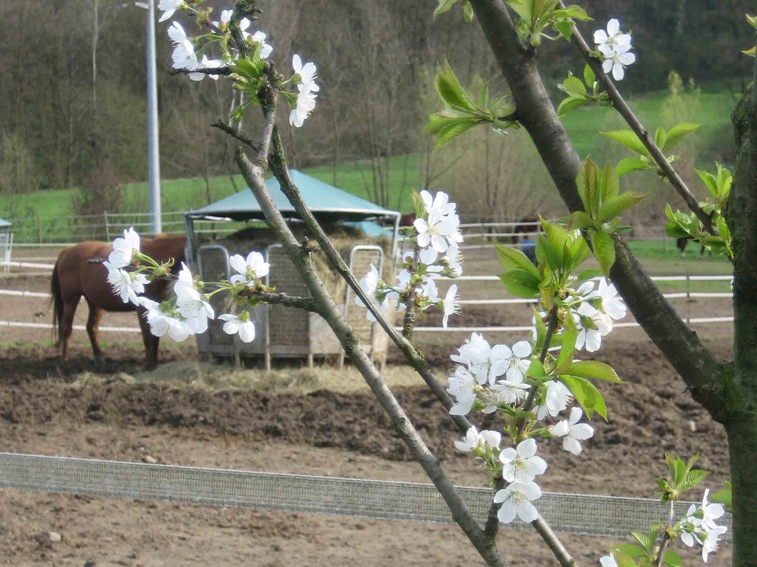 paddock_centro_ippico_la_fonda_casale_litta_varese